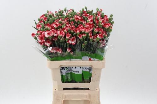 Dianthus tros 'Minuetto'