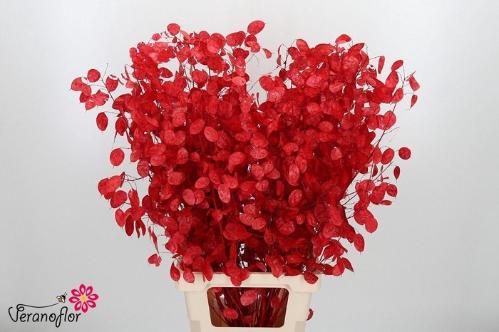 Snijbloemen overig kleurbehandeld H%