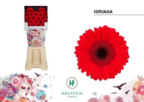 Gerbera mini Nirvana