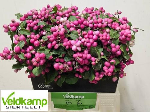 Symphoricarpos (Pink Berry Grp) Magical Ruby Giant