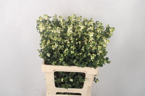Symphoricarpos Magical Lemon And Lime