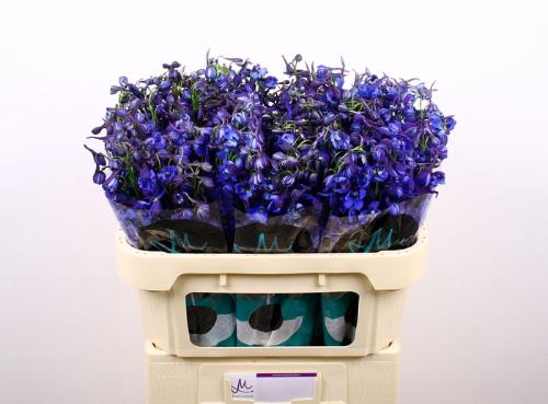 Delphinium Belladonna Grp enkelbloemig Donna
