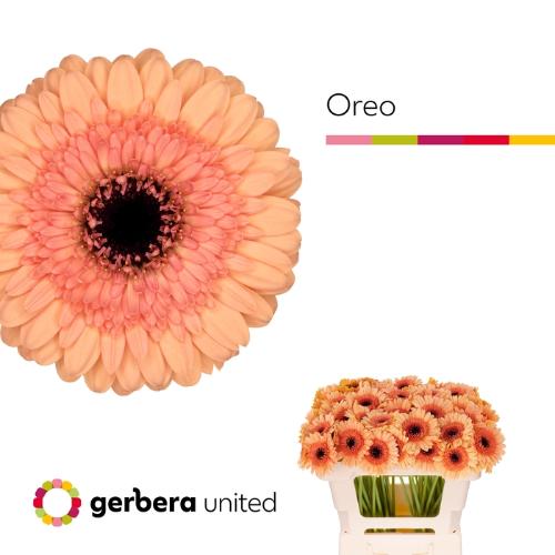 Gerbera mini Oreo