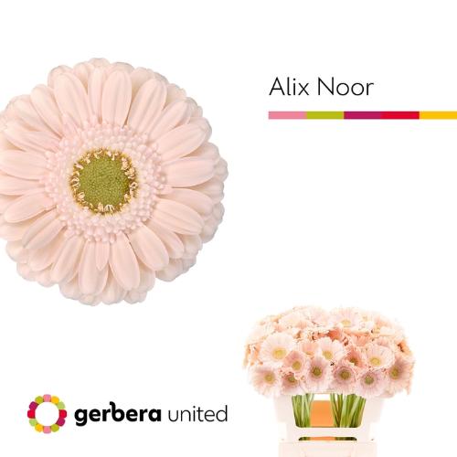 Gerbera mini Alix-Noor