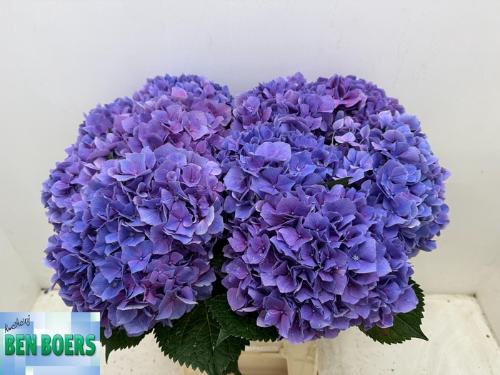 Hydrangea macrophylla Cassanova