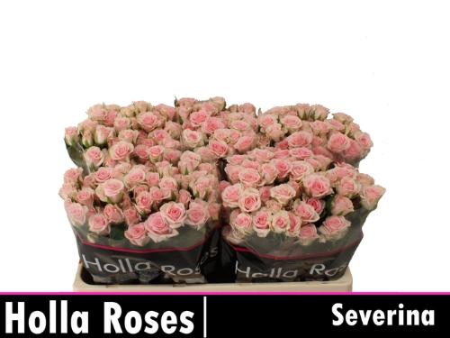 Rosa tros Severina