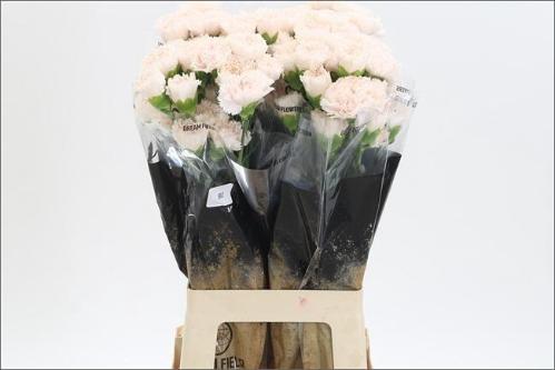 Dianthus standaard Brut