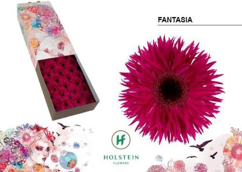 Gerbera grootbloemig 'Fantasia'