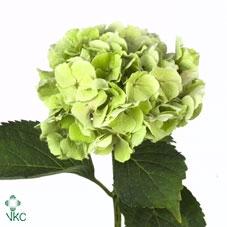 Hydrangea macrophylla 'Verena' (classic)