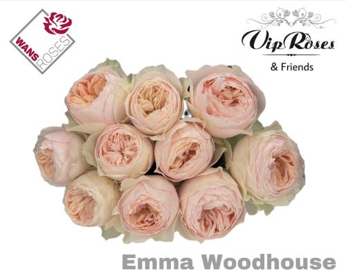 Rosa grootbloemig Emma Woodhouse