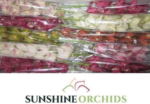 Cymbidium mini per tak gemengd