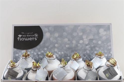 Hippeastrum bol gewaxt H%