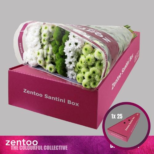 Chrysanthemum Indicum Grp tros santini gemengd