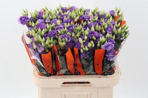 Eustoma russellianum gevuldbloemig 'Corelli Lavender'