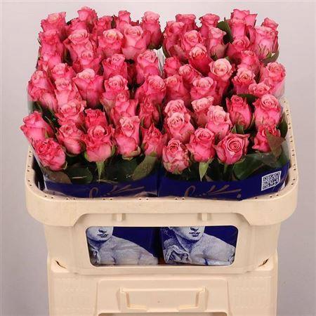 Rosa grootbloemig Ramonda