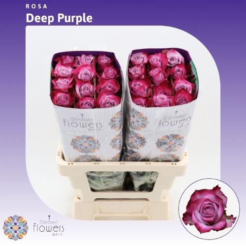 Rosa grootbloemig Deep Purple
