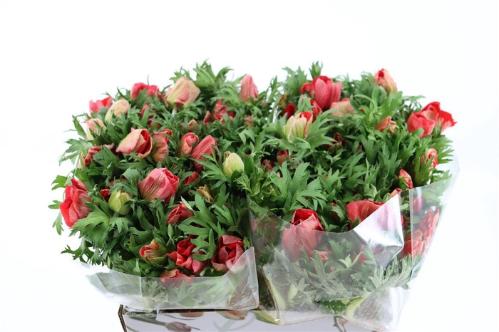 Anemone coronaria 'Marianne Red'