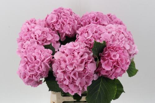 Hydrangea macrophylla 'Mammoet'
