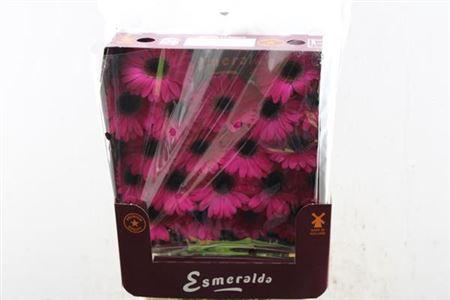 Gerbera mini 'Caprice'