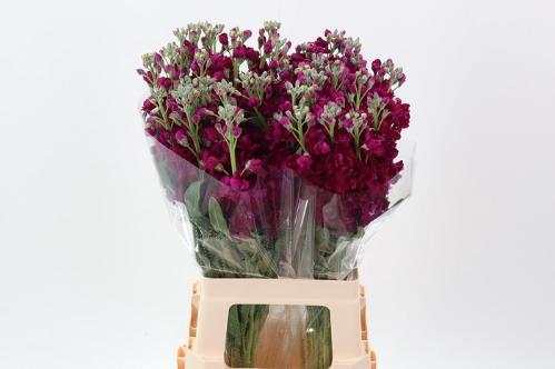 Matthiola incana Anytime Red