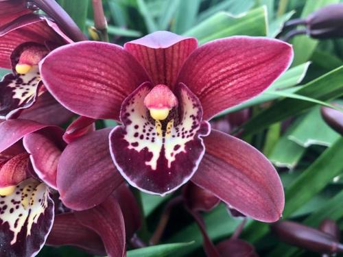 Cymbidium mini per tak Red Beauty x Roy '....'