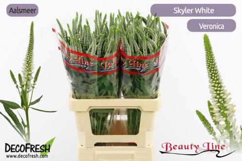 Veronica longifolia Skyler White