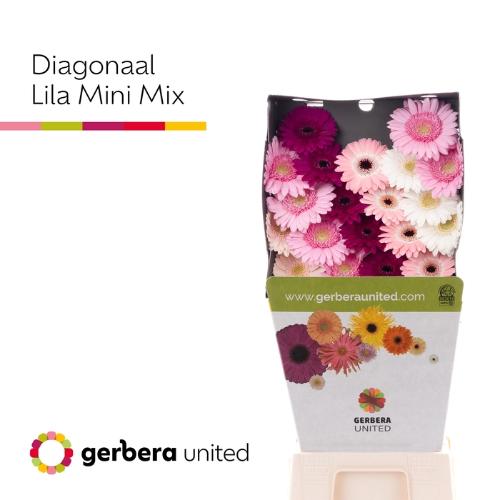 Gerbera mini gemengd diagonaal