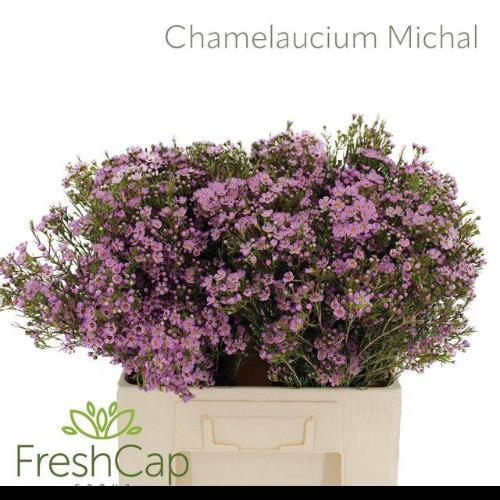 Chamelaucium uncinatum 'Michal'