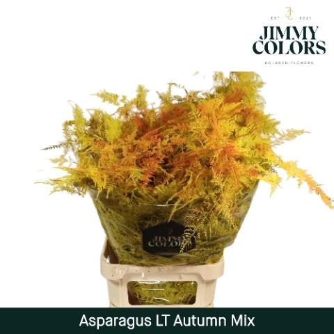 Asparagus overig kleurbehandeld H%