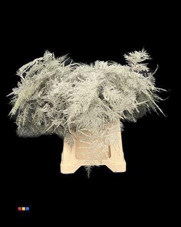 Asparagus overig kleurbehandeld H%