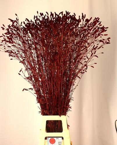 Sanguisorba officinalis kleurbehandeld H%