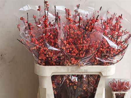 Ilex verticillata Oudijk's Orange