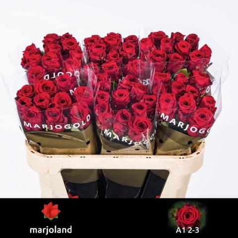 Rosa grootbloemig Red Naomi!