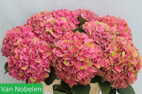 Hydrangea macrophylla Sweet Esperance