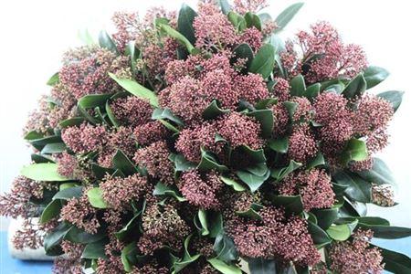Skimmia per bos japonica 'Rubella'