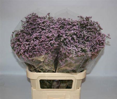 Limonium Safora Oshi Pink