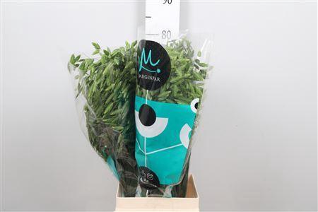 Chasmanthium latifolium 'Mantis'