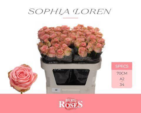 Rosa grootbloemig Sophia Loren