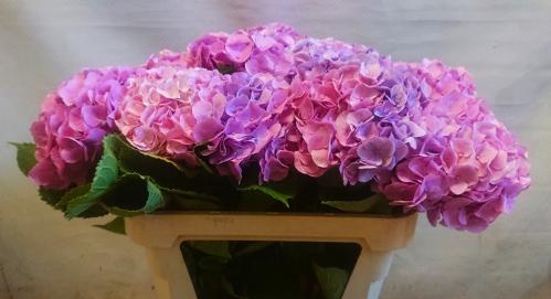 Hydrangea macrophylla 'Bodensee' (roze)