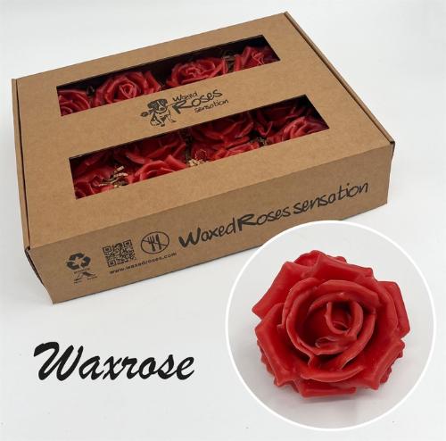 Rosa grootbloemig gewaxt H%