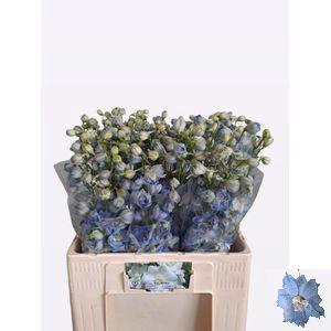 Delphinium Elatum Grp dubbelbloemig 'Centurion Skyblue'