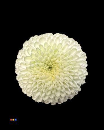 Chrysanthemum Indicum Grp tros santini kleurbehandeld H%