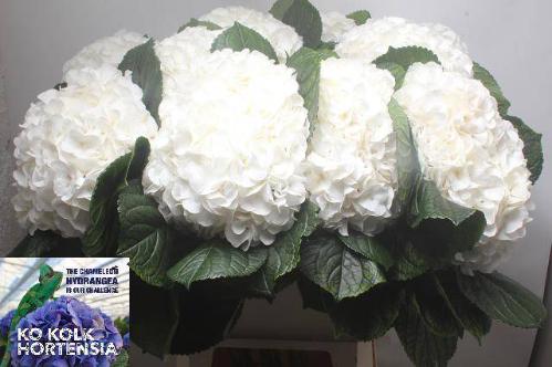 Hydrangea macrophylla Allure