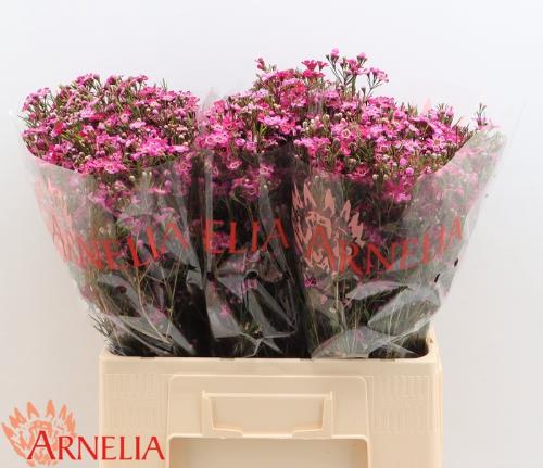 Chamelaucium 'Purple Rain'