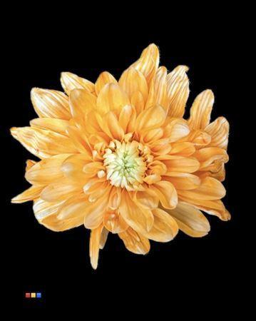 Chrysanthemum Indicum Grp tros kas kleurbehandeld H%
