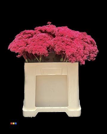 Sedum spectabile kleurbehandeld H%