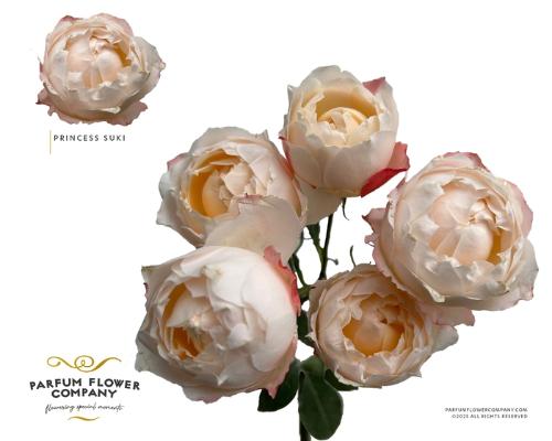 Rosa tros overig