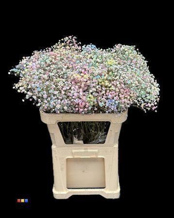 Gypsophila overig kleurbehandeld H%