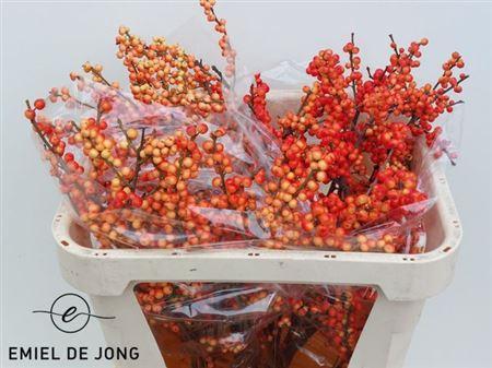 Ilex verticillata Oudijk's Orange