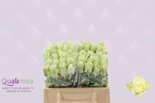 Rosa grootbloemig Athena